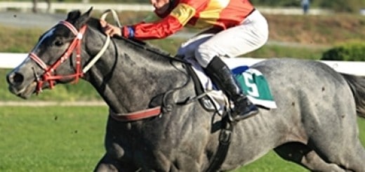 greyhorse1